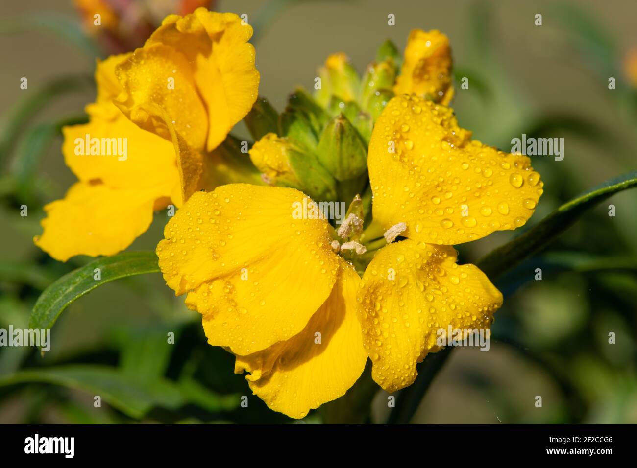 Primo piano di un fiore giallo (erysimum cheiri) in fiore Foto Stock