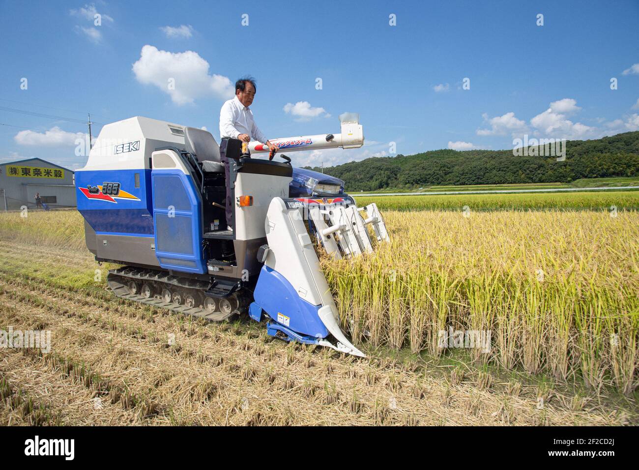 Giappone/prefettura di Hyogo/produzione sake giapponese/agricoltore raccolta di riso per macchina sul campo . Foto Stock