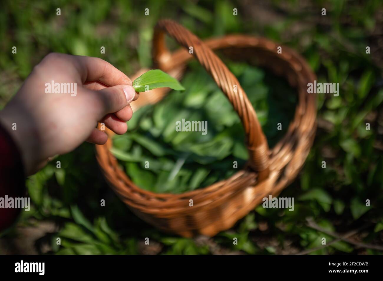 Persona che mette aglio di orso al cesto di legno in primavera Foto Stock
