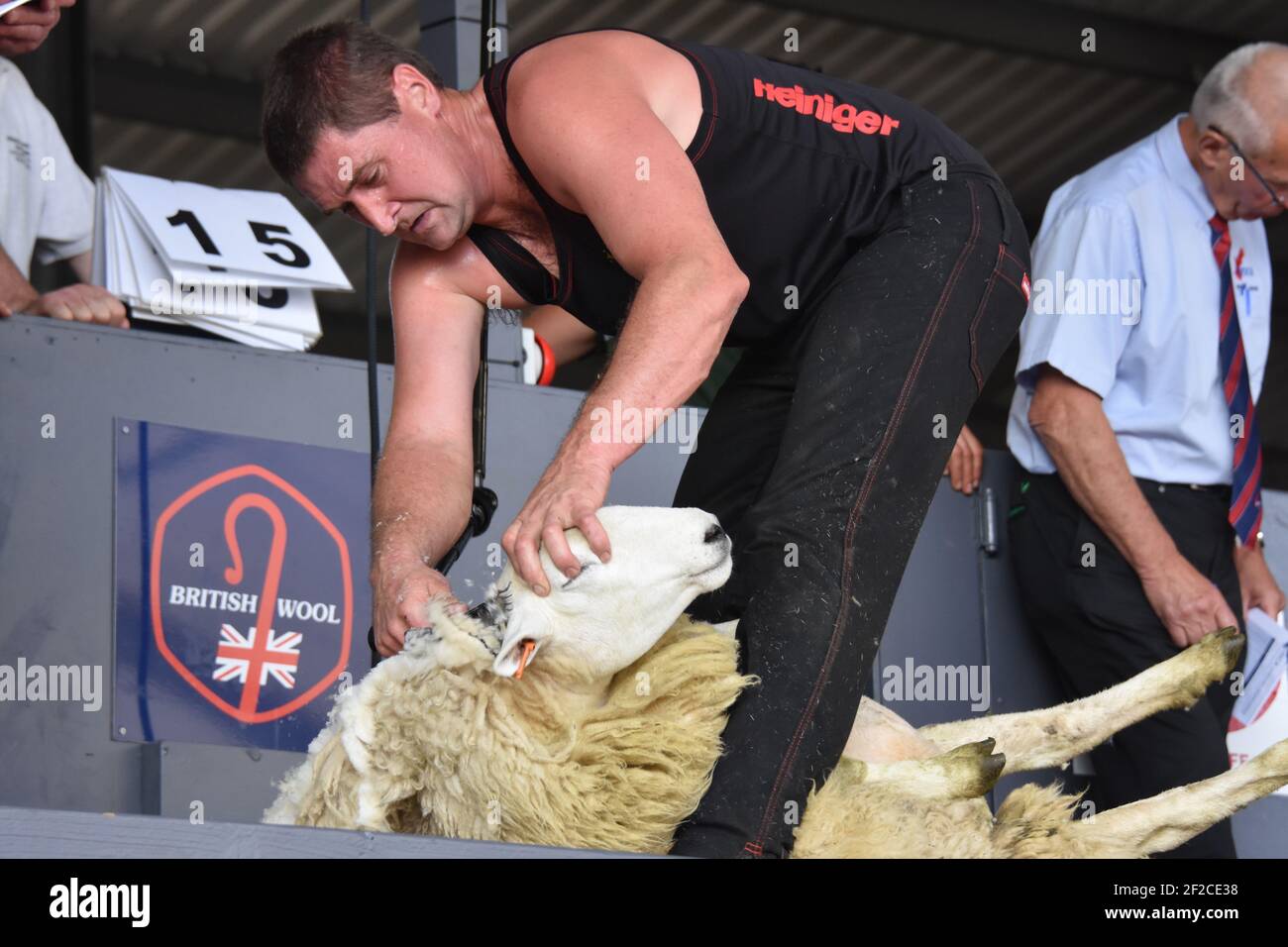 Tosatura di pecore di Gavin Mutch al RHS, Scozia Foto Stock