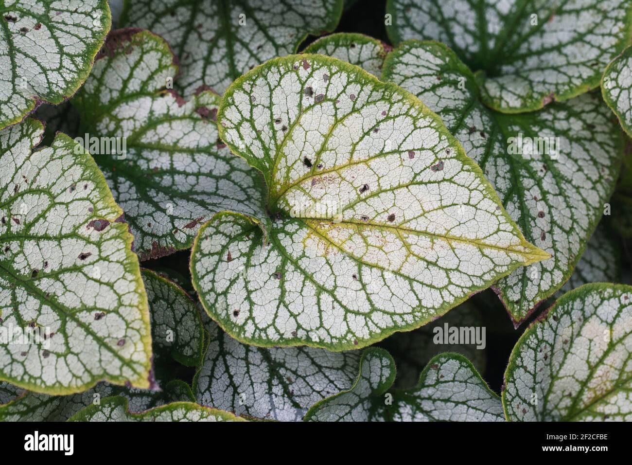 Brunnera macrophylla 'Jack Frost' foglie. Foto Stock