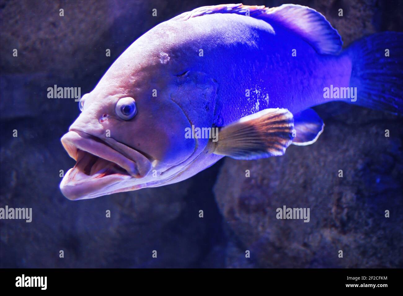 Un grande pesce che nuotano sott'acqua chiamato cernie sono pesci di generi nella sottofamiglia Epinephelinae della famiglia Serranidae, nell'ordine Perciformes Foto Stock