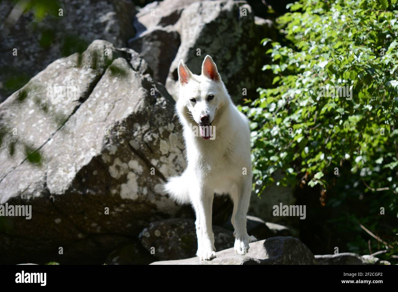 Bianco Husky mix in natura Foto Stock