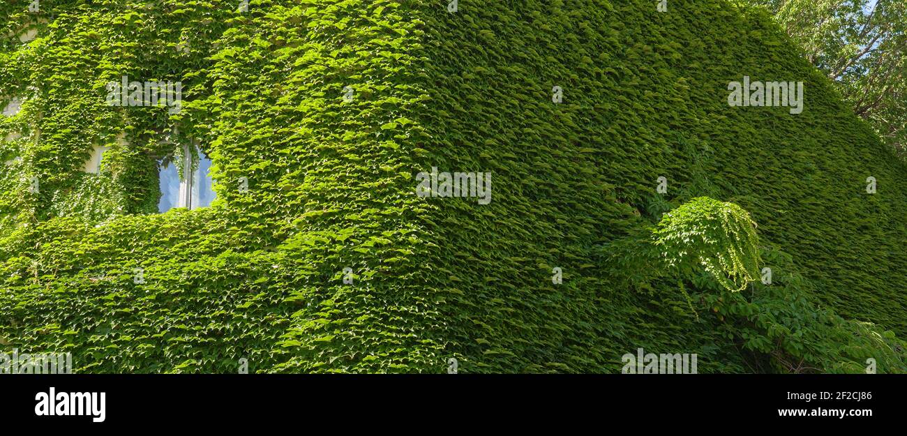 Vite superriduttore intorno alla finestra sulla facciata casa coperta uva selvatica verticale piante verde eco casa Iky clad edificio. Green facciata banner eco casa Foto Stock