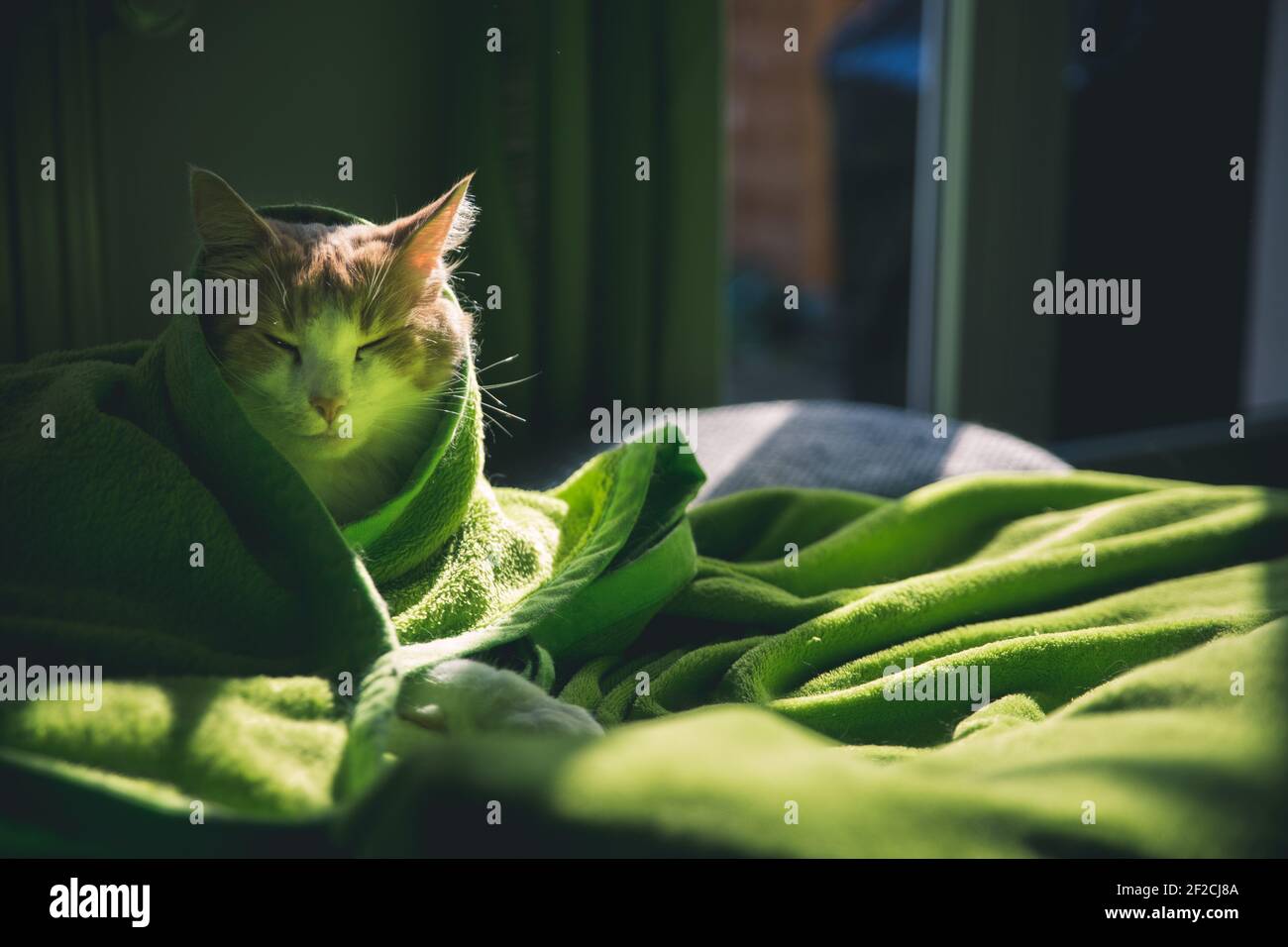 Gatto bianco-arancione avvolto in una coperta verde su un divano. Foto Stock