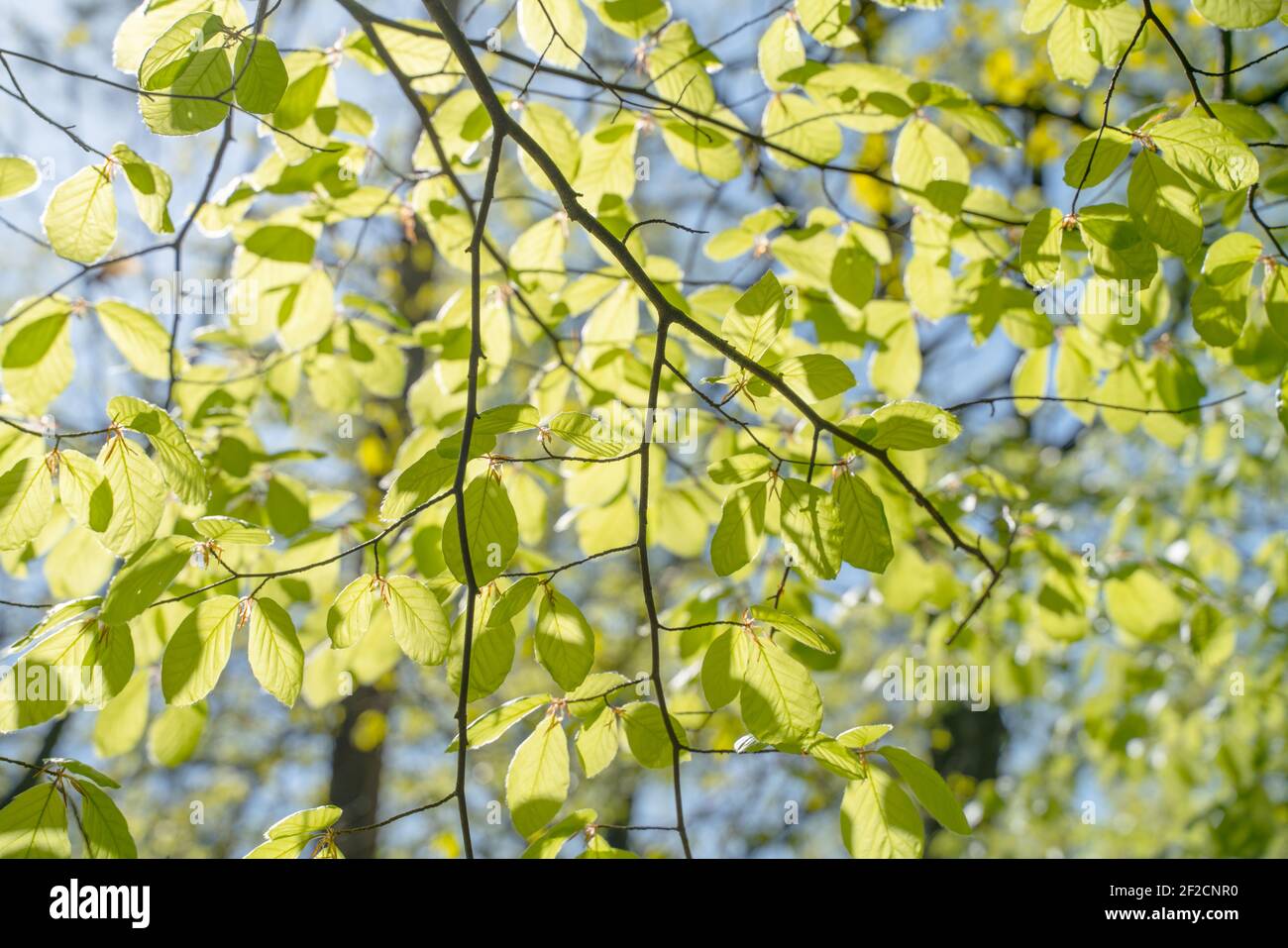 Primo piano immagini di verdi foglie giovani in una giornata di sole nei boschi in primavera, quando la natura si sveglia a fiorire con la luce del sole che pascola attraverso gli alberi Foto Stock