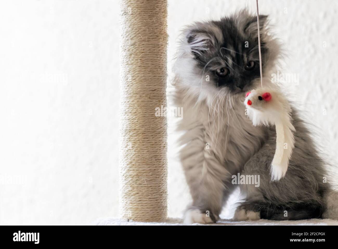 Bel gattino grigio che guarda il giocattolo del mouse. Gattino grigio turco angora. Giornata mondiale degli animali domestici. Spazio per il testo, le informazioni o altro. Foto Stock