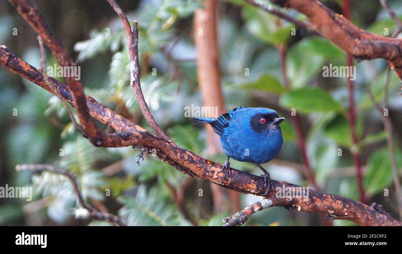 Piercer mascherato (Dylossa cyanea) arroccato in un albero nella riserva di Yanacocha, fuori Quito, Ecuador Foto Stock