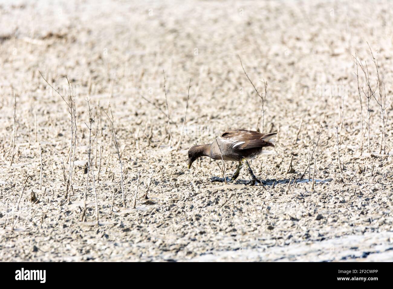 Ferrovia europea o comune (Rallus aquaticus) nell'albufera, lago di Maiorca, alla ricerca di piccoli crostacei da mangiare, Foto Stock