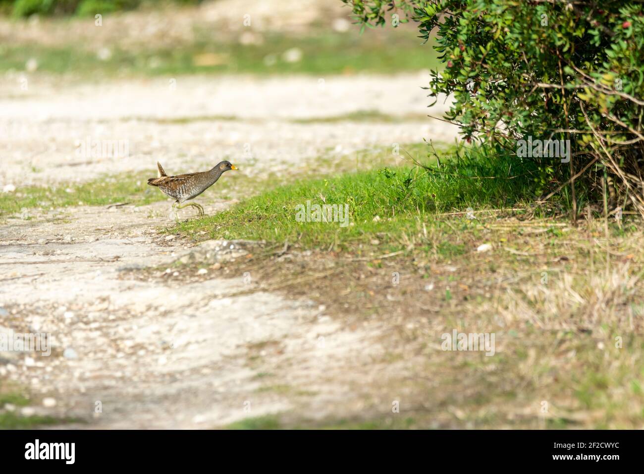 Ferrovia europea o comune (Rallus aquaticus) nell'albufera, lago di Maiorca, alla ricerca di piccoli crostacei da mangiare, Foto Stock