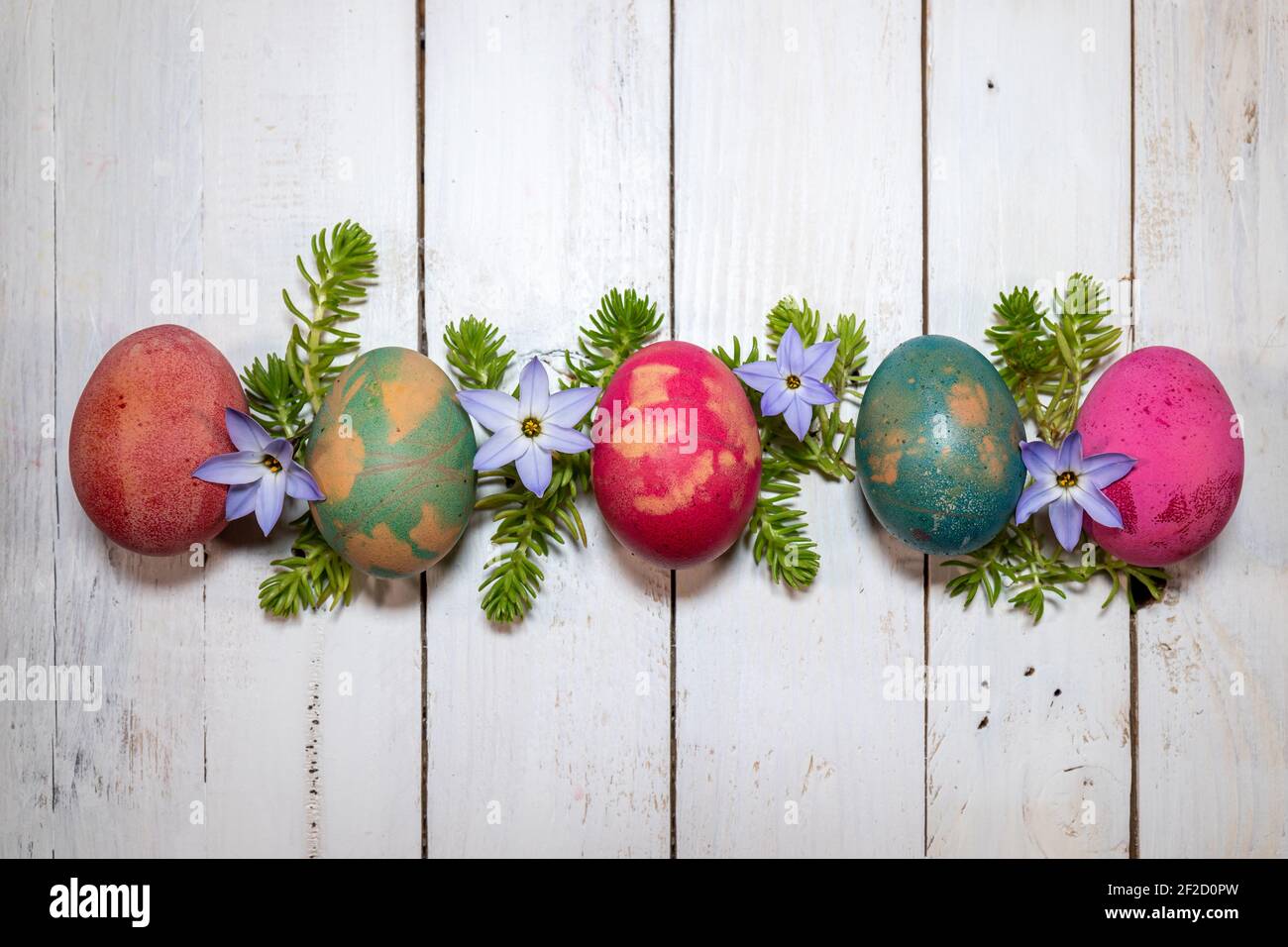Un tocco di Pasqua e Primavera. Uova colorate con succulenti e fiori su sfondo bianco di legno. Foto Stock