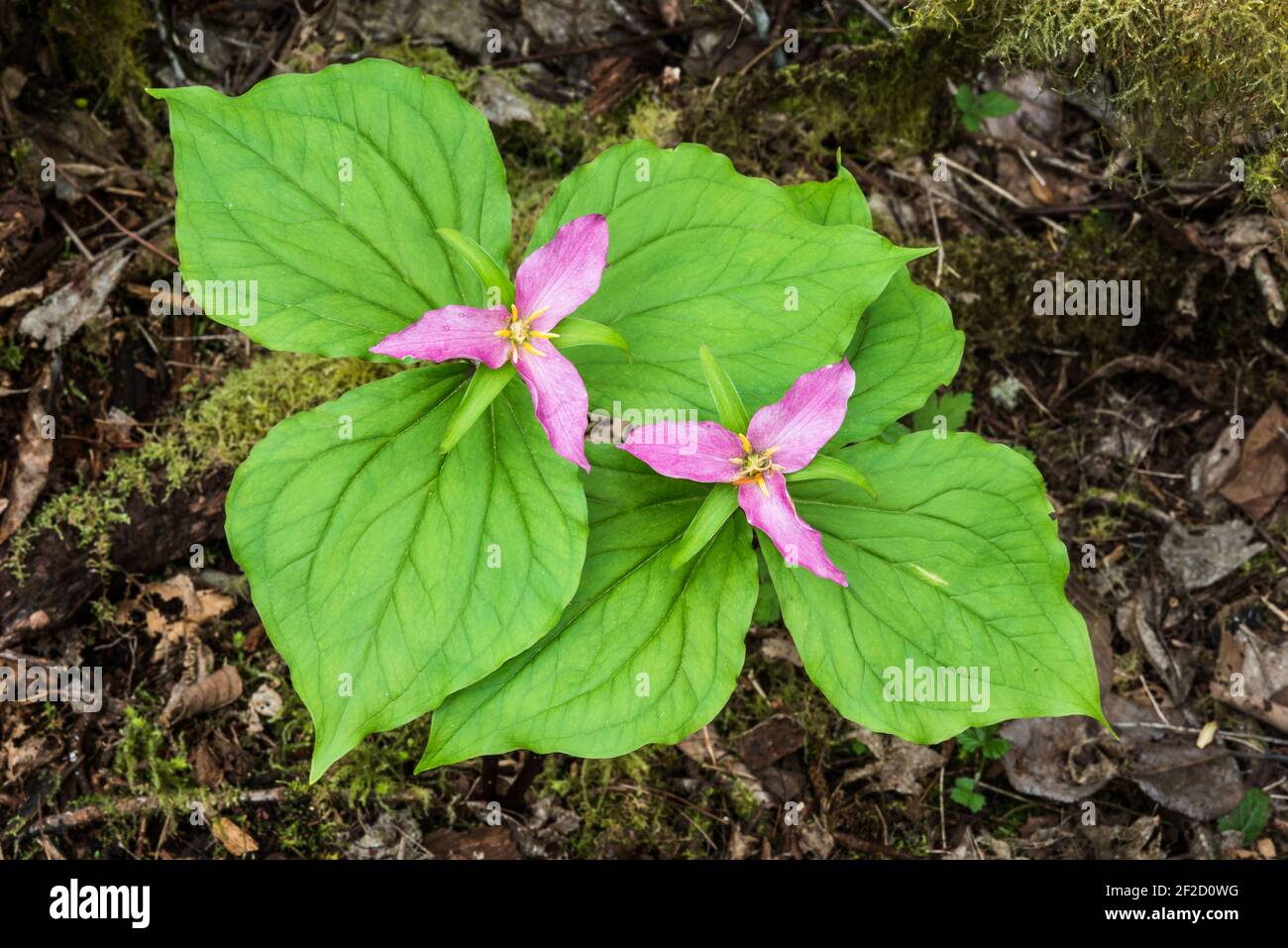 Coppia di trillium ovatum rosa come i fiori iniziano a. Svaniscono in primavera sul terreno boschivo nello Snoqualmie Valle dello stato di Washington Foto Stock