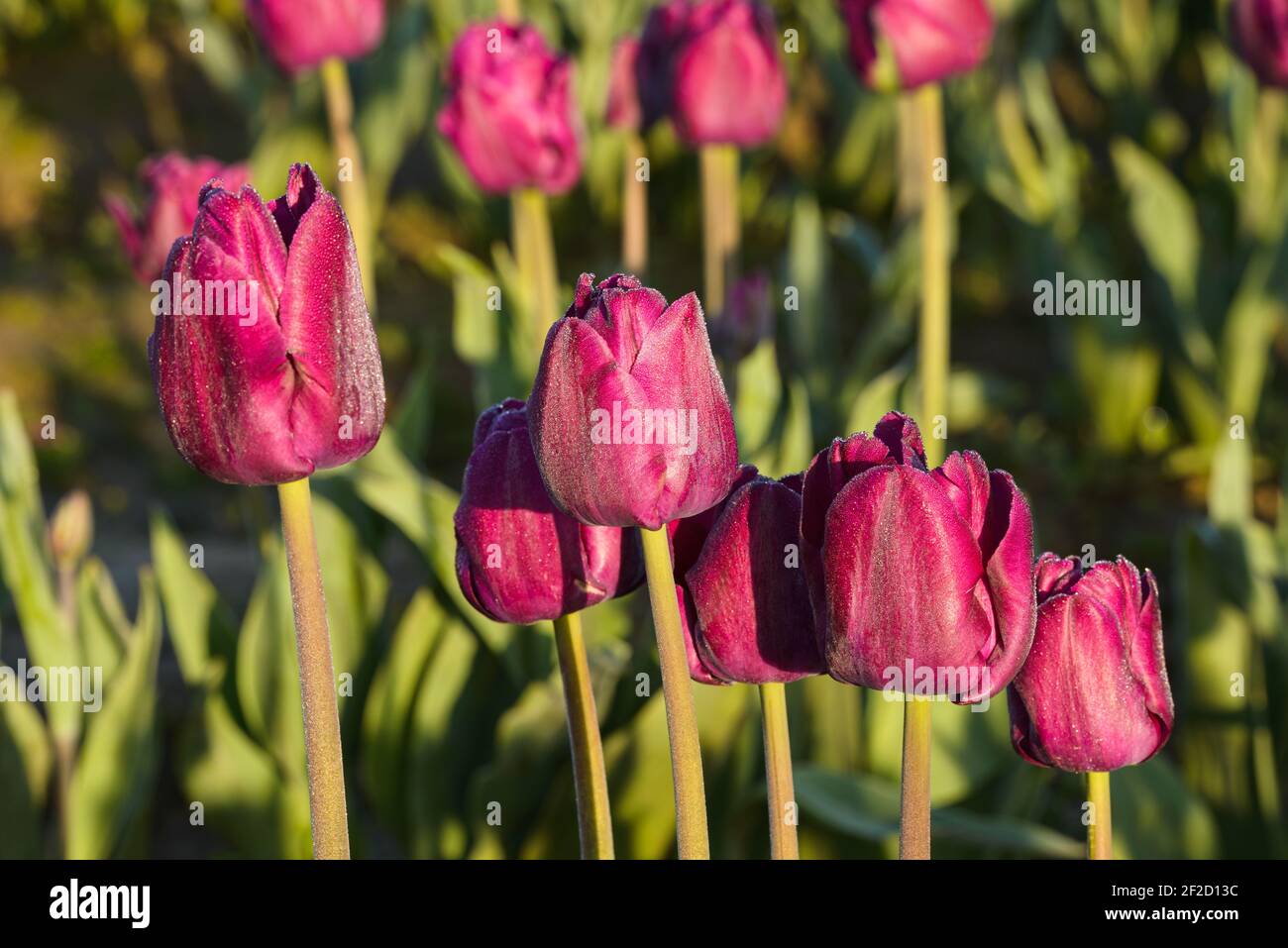 Particolare del campo di tulipano viola in azienda commerciale nel Skagit Valley of Western Washington Foto Stock