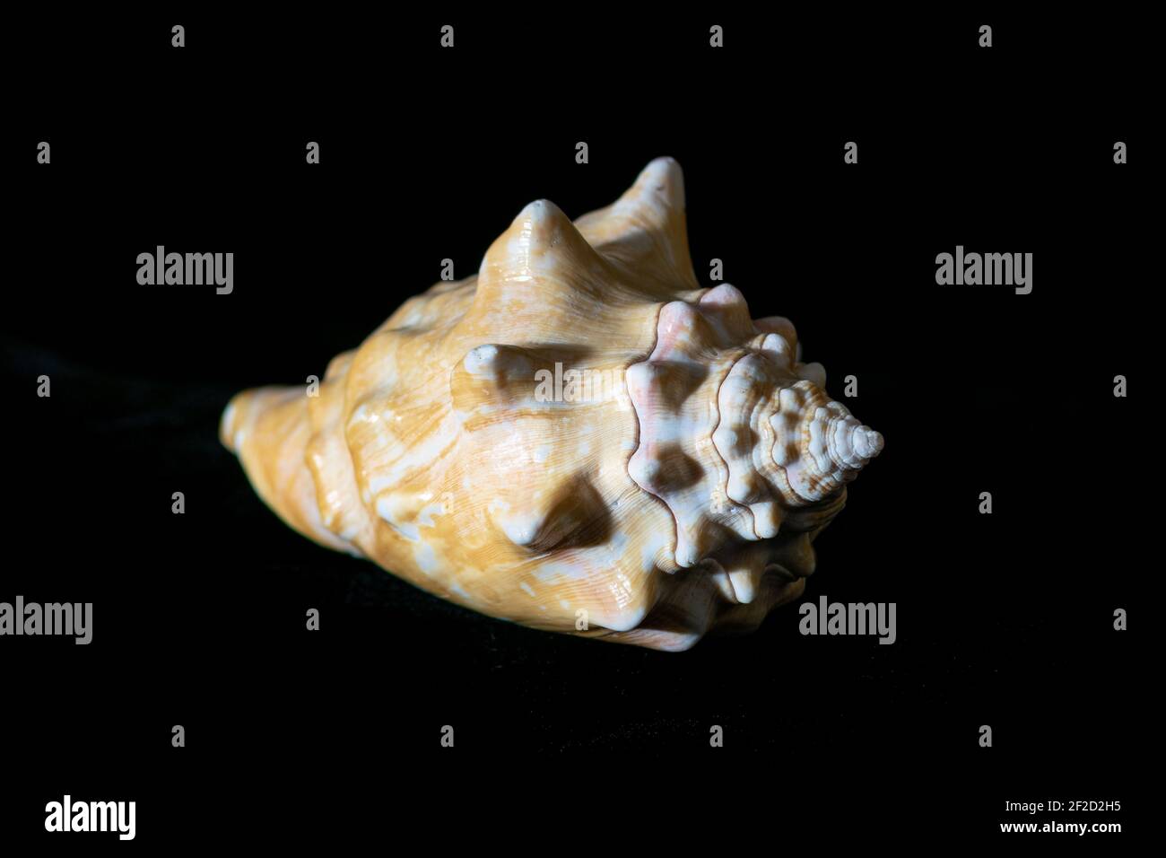 Strombus latus (Gmelin, 1791) raccolti sulla spiaggia di SAL, Santa Maria, Isole del Capo Verde, conchiglia dalla lumaca dell'oceano su sfondo nero Foto Stock