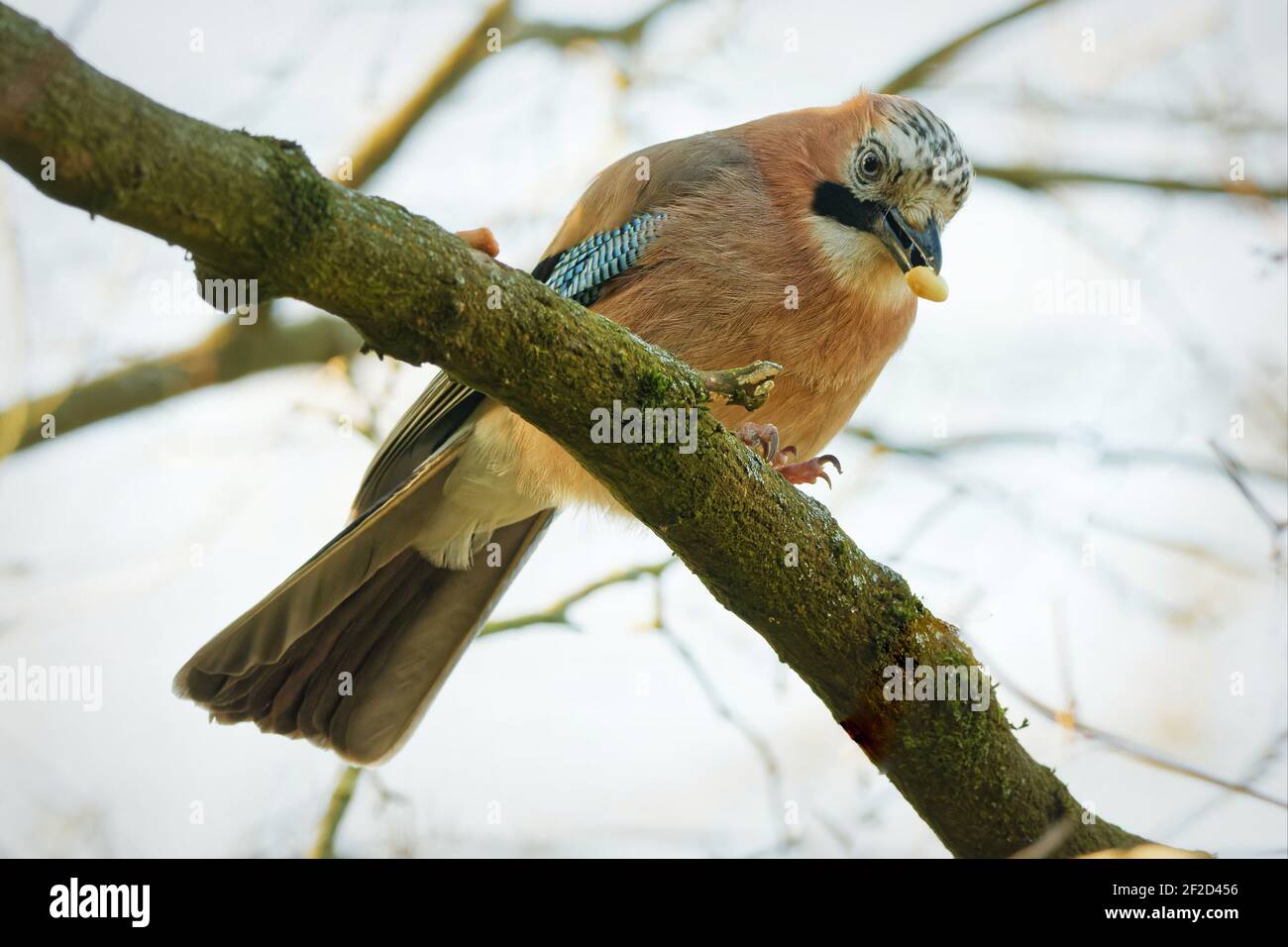 jay perch su un ramo e mangia un acorn Foto Stock