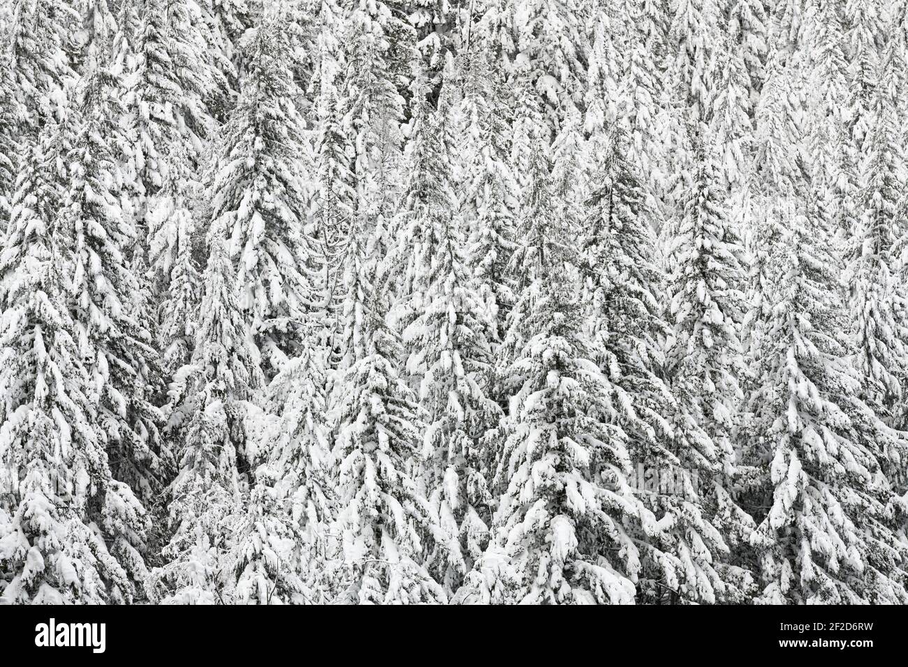 Coperta spessa di neve nuova su una foresta di abeti Al Passo Stevens nelle Cascade Mountains dello Stato di Washington Foto Stock