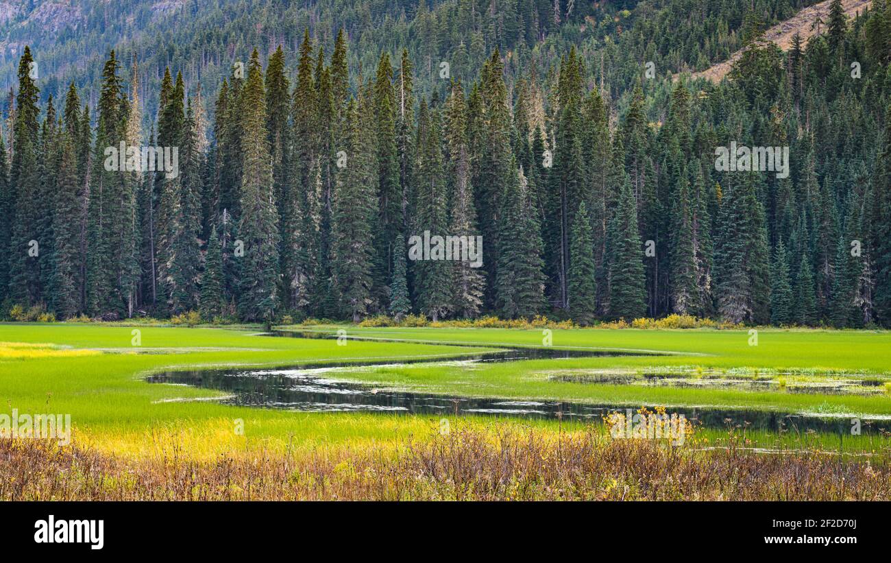 Flusso che passa attraverso prato verde vicino Salmon le SAC n Kittitas County nello stato di Washington Foto Stock