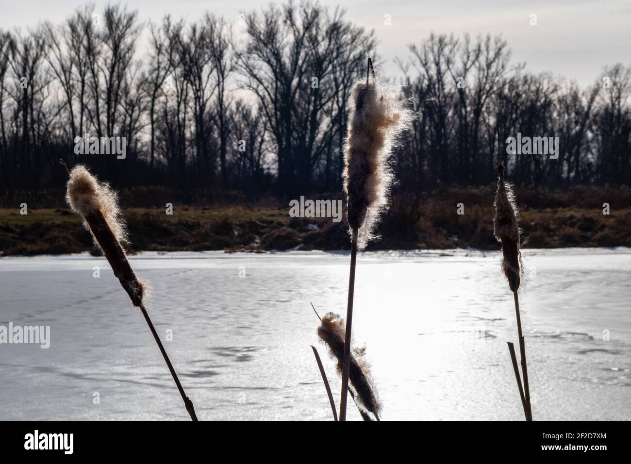 Typha latifolia (coda di coda di coda di coda di coda di coda di coda di coda di coda di coda di coda di coda di coda di coda di coda di coda di coda di coda di coda di ruscello, ruscello, ruscello comune, coda di coda di coda di gatto, grande redmace, la canna di cooper, cumbungi Foto Stock