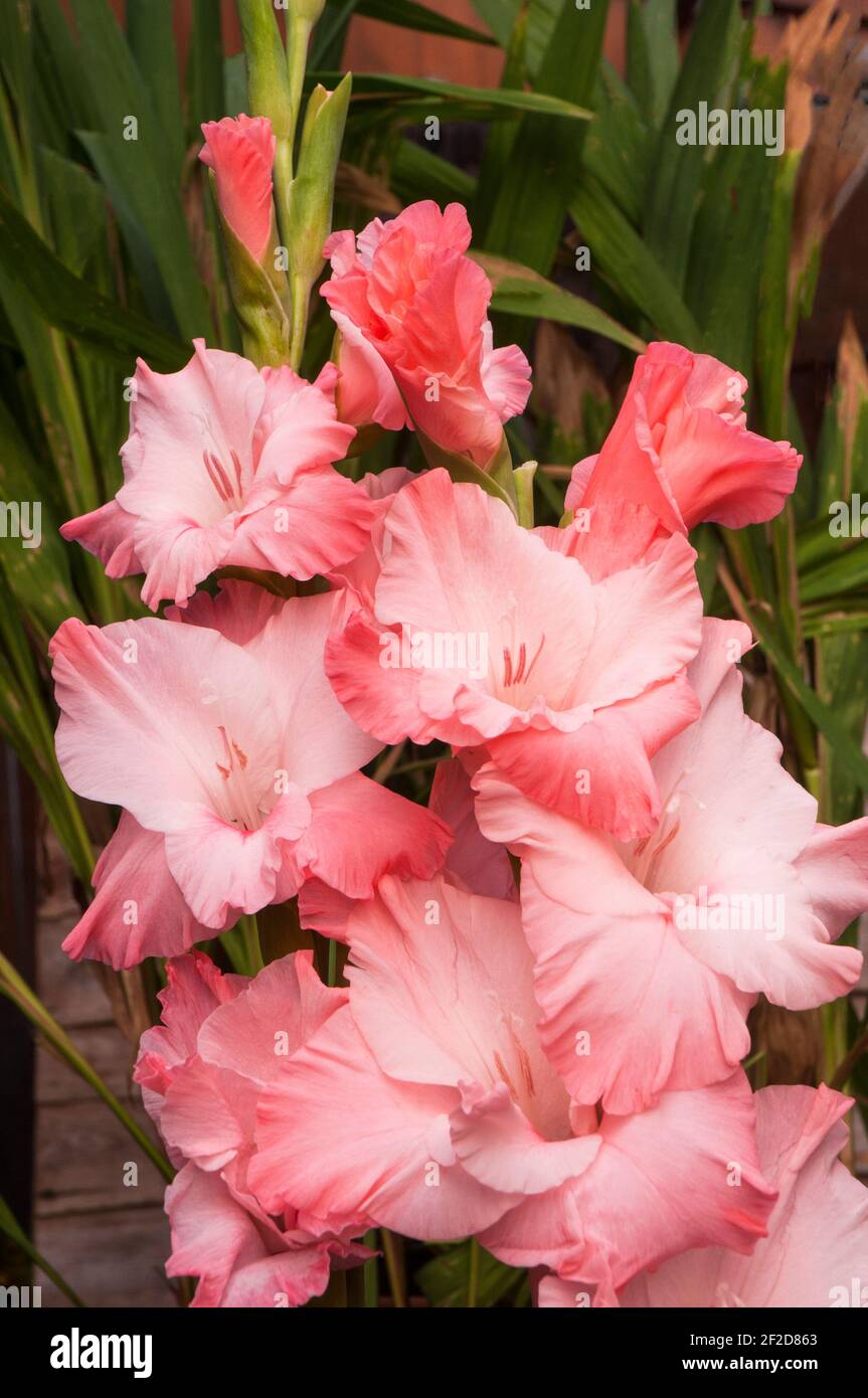 Primo piano di grandi fiori di estate fioritura Gladiolus Teamwork Spike fiore con boccioli di rottura e rosa a fiori rosa pallido un semidorido perenne Foto Stock