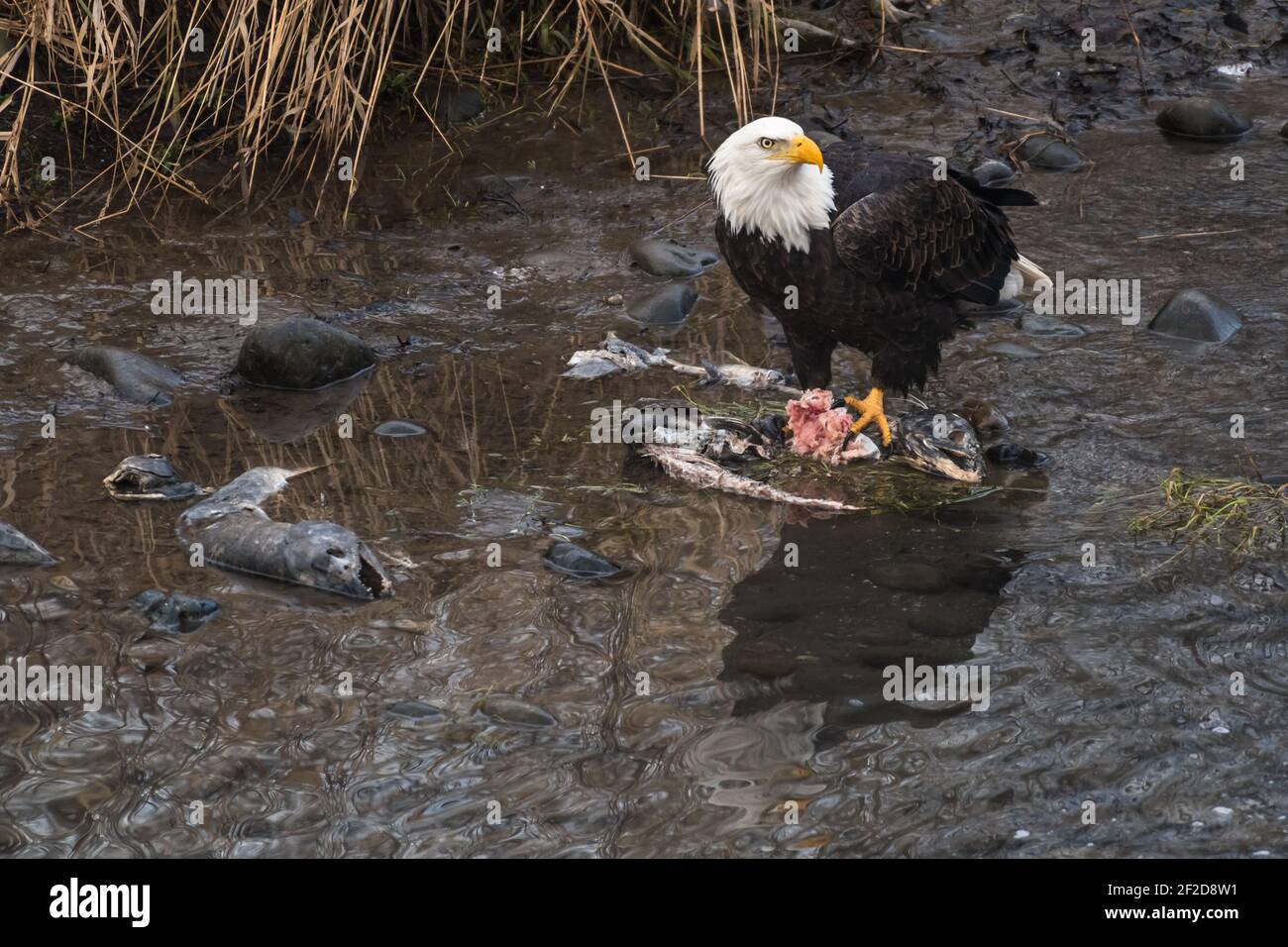 Aquila di mare mature con carcasse di salmone in piccolo ruscello Alla ricerca di predatori in arrivo lungo il fiume Nooksack nel Pacifico nord-ovest Foto Stock