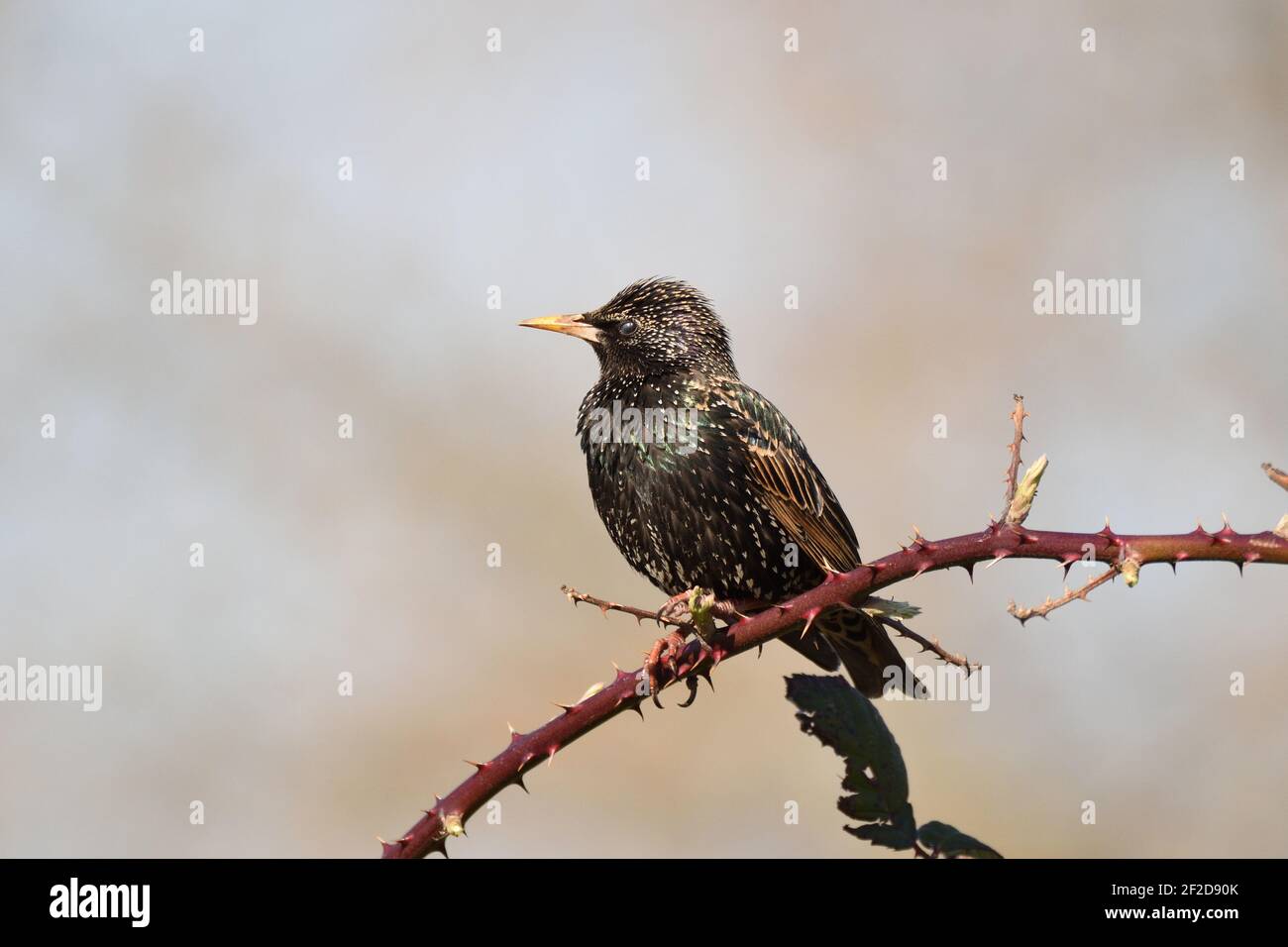 European Starling appollaiato su un bramble spinoso al sole d'inverno. Inghilterra, Regno Unito. Foto Stock