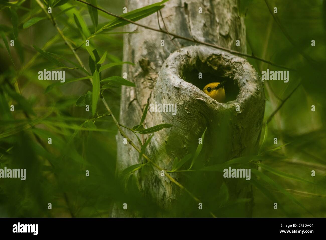 Un guerriero protonotario (Protonotaria citrea) svela da una cavità di albero in cui nidifica, è uno dei pochi guerrieri a nidificare in buchi di albero. Foto Stock