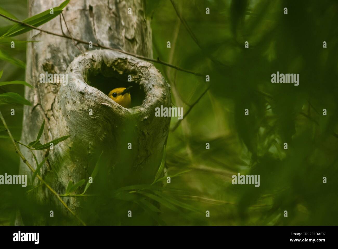 Un guerriero protonotario (Protonotaria citrea) svela da una cavità di albero in cui nidifica, è uno dei pochi guerrieri a nidificare in buchi di albero. Foto Stock