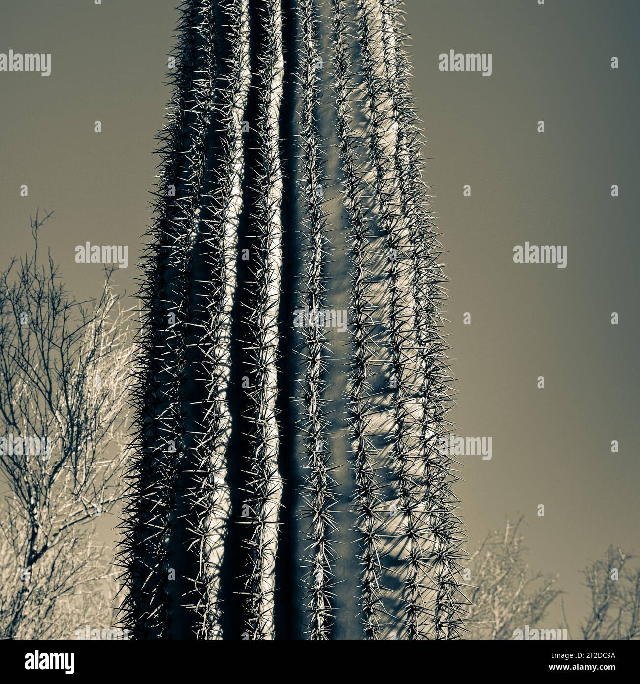 Primo piano di malvagia lancia di cactus saguaro con spine malvagie circondate da vegatazione del deserto nel deserto di sonora a Tucson, Arizona, USA, in tono split Foto Stock