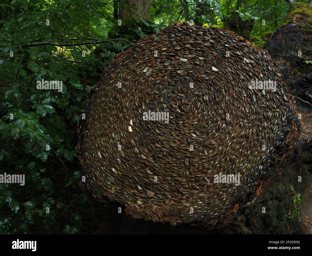 Lucky Wish Tree Stump impiantato con monete sulla passeggiata nella foresta presso l'Hermitage, una riserva naturale l'Hermitage, vicino a Dunkeld, Scozia Foto Stock Lucky Wish Tree Stump impiantato con monete sulla passeggiata nella foresta presso l'Hermitage, una riserva naturale l'Hermitage, vicino a Dunkeld, Scozia Foto Stock