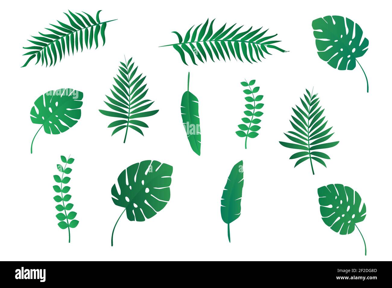 Collezioni di foglie di palma e piante tropicali isolate su sfondo bianco per la progettazione. Illustrazione vettoriale piatta Illustrazione Vettoriale