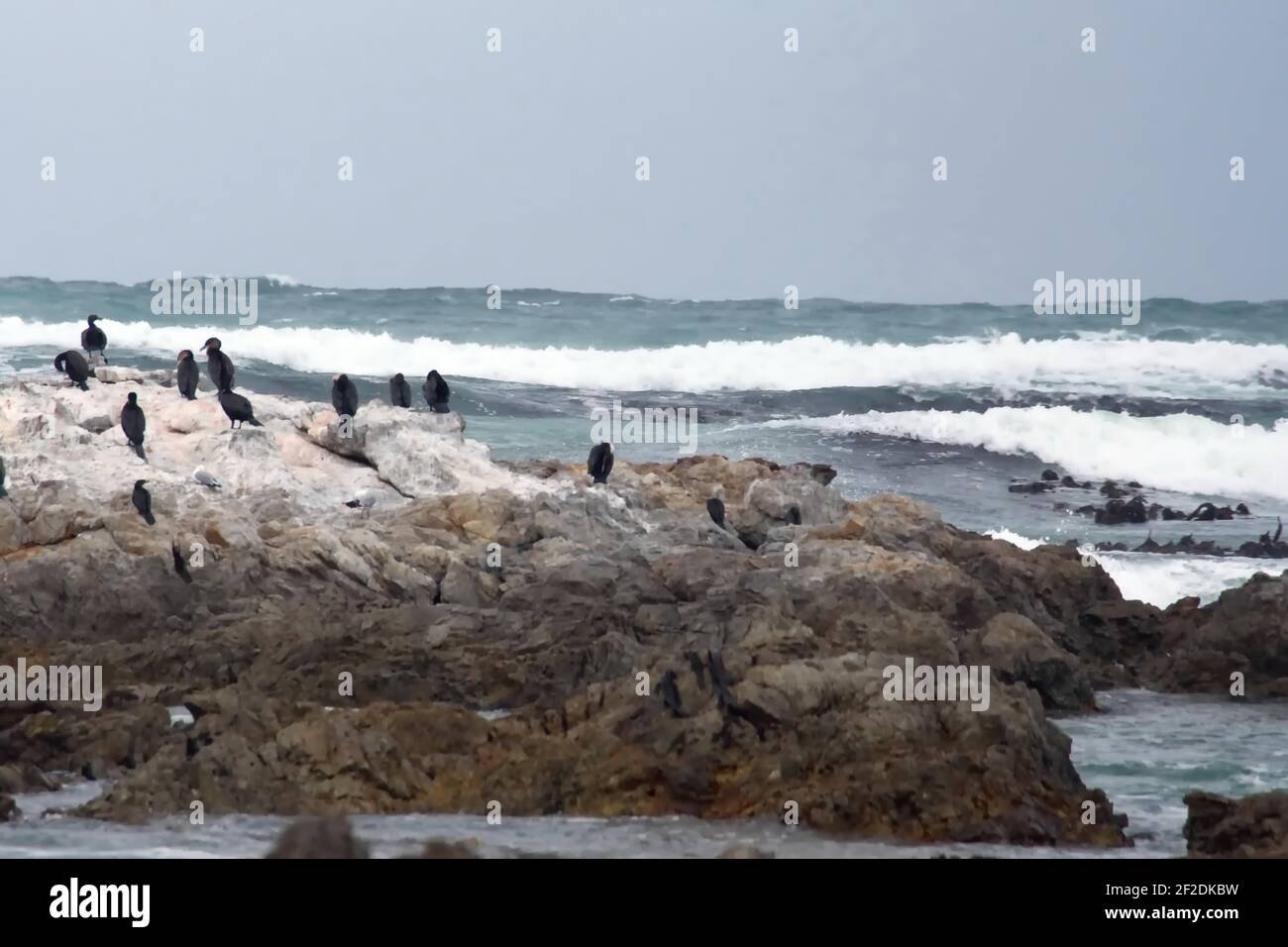 Colonia di cormorani di Capo (Phalacrocorax capensis) su un isolotto roccioso sullo stemma di Gansbaai, Sudafrica Foto Stock