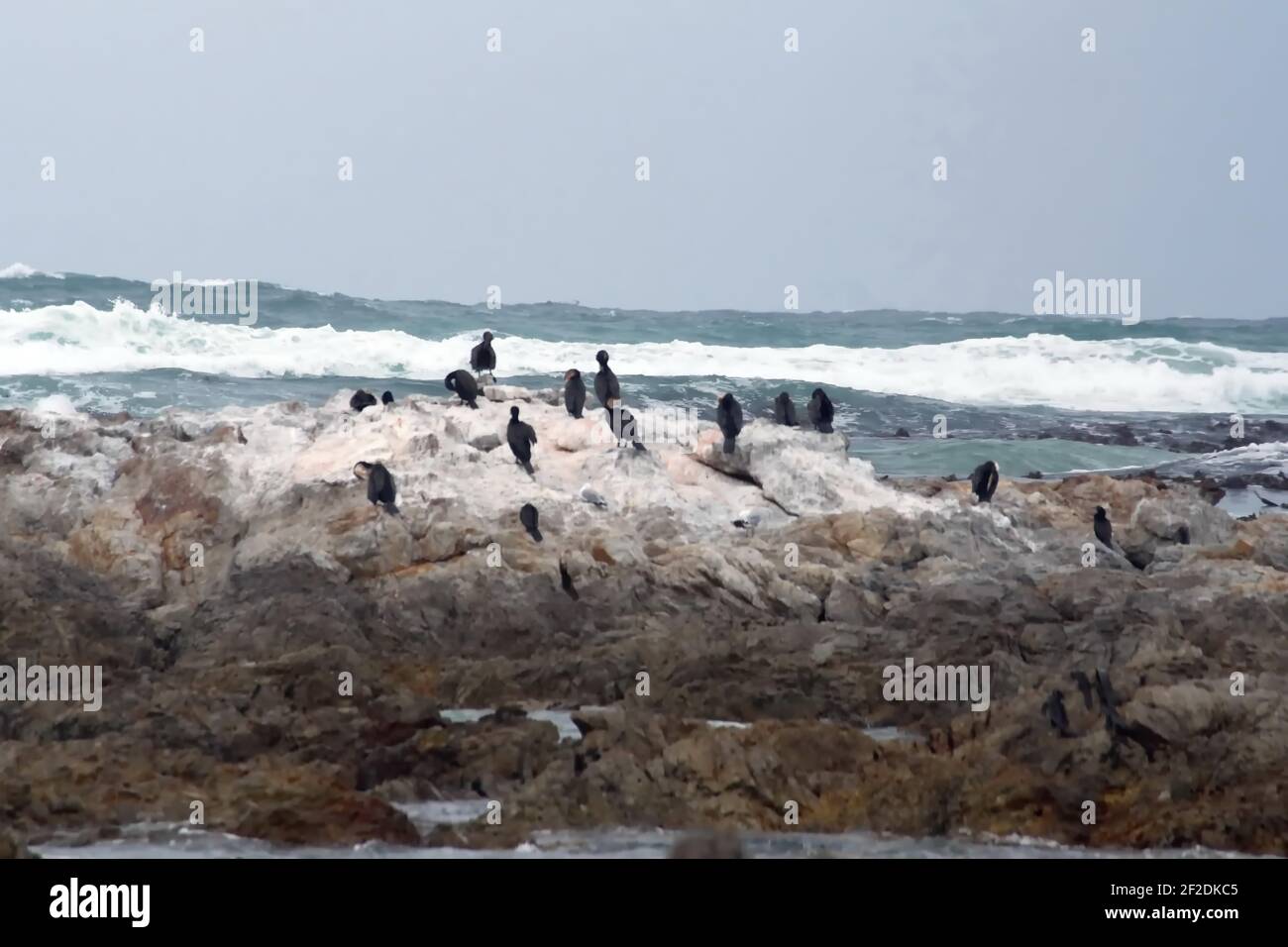 Colonia di cormorani di Capo (Phalacrocorax capensis) su un isolotto roccioso sullo stemma di Gansbaai, Sudafrica Foto Stock