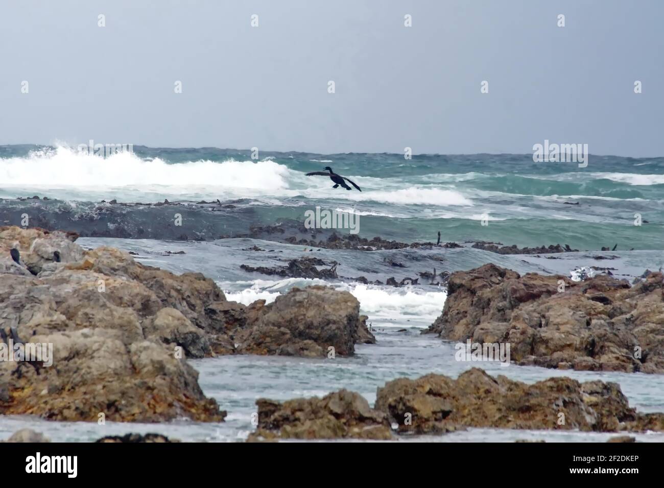 Colonia di cormorani di Capo (Phalacrocorax capensis) su un isolotto roccioso sullo stemma di Gansbaai, Sudafrica Foto Stock