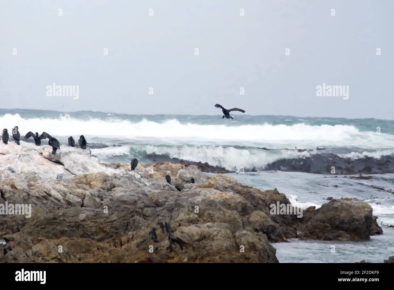 Colonia di cormorani di Capo (Phalacrocorax capensis) su un isolotto roccioso sullo stemma di Gansbaai, Sudafrica Foto Stock