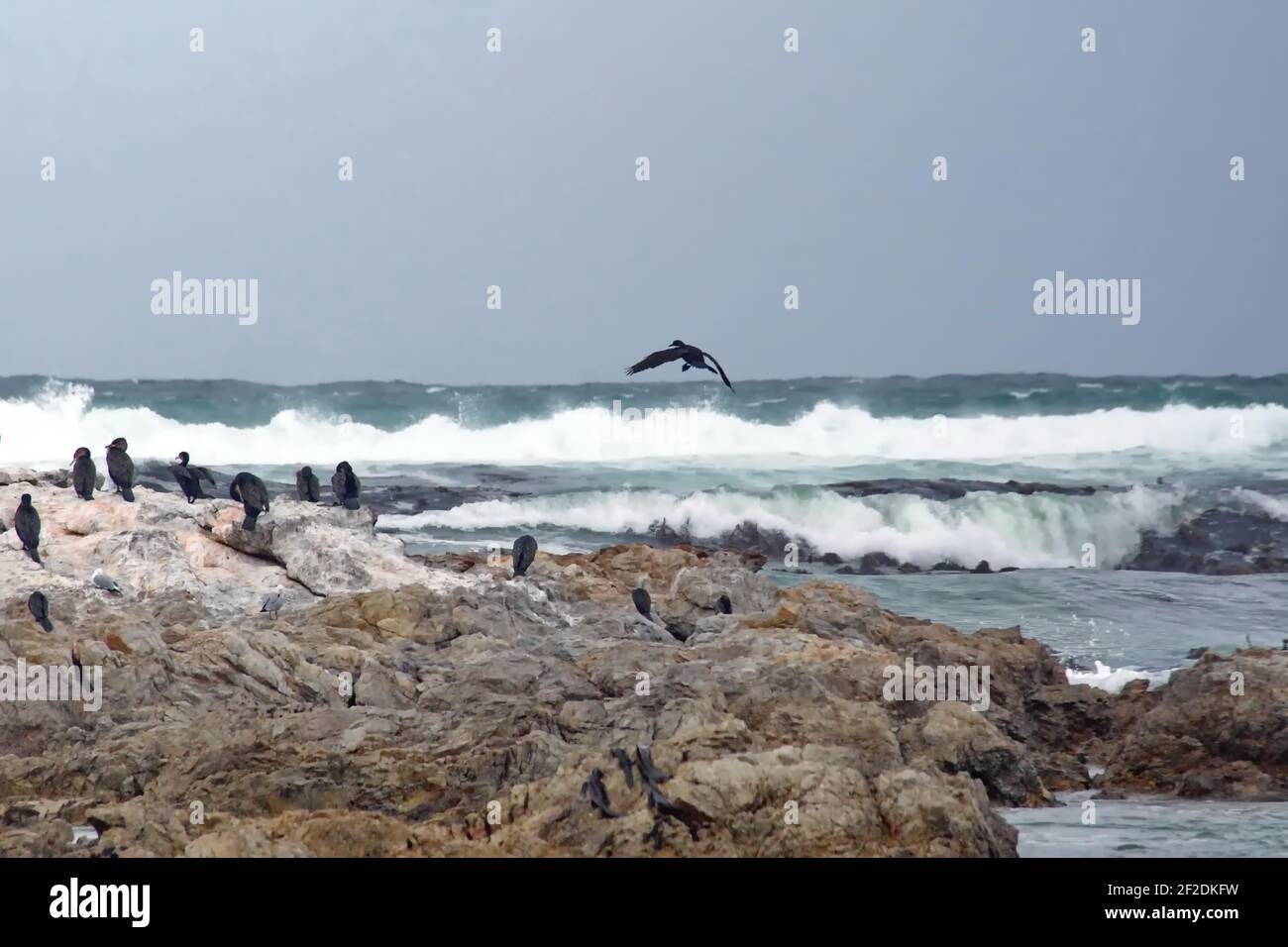 Colonia di cormorani di Capo (Phalacrocorax capensis) su un isolotto roccioso sullo stemma di Gansbaai, Sudafrica Foto Stock