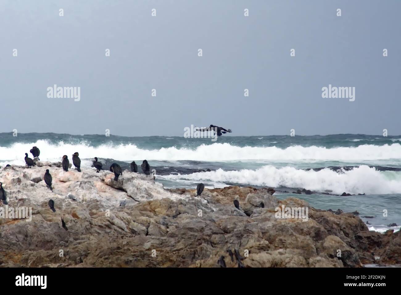 Colonia di cormorani di Capo (Phalacrocorax capensis) su un isolotto roccioso sullo stemma di Gansbaai, Sudafrica Foto Stock