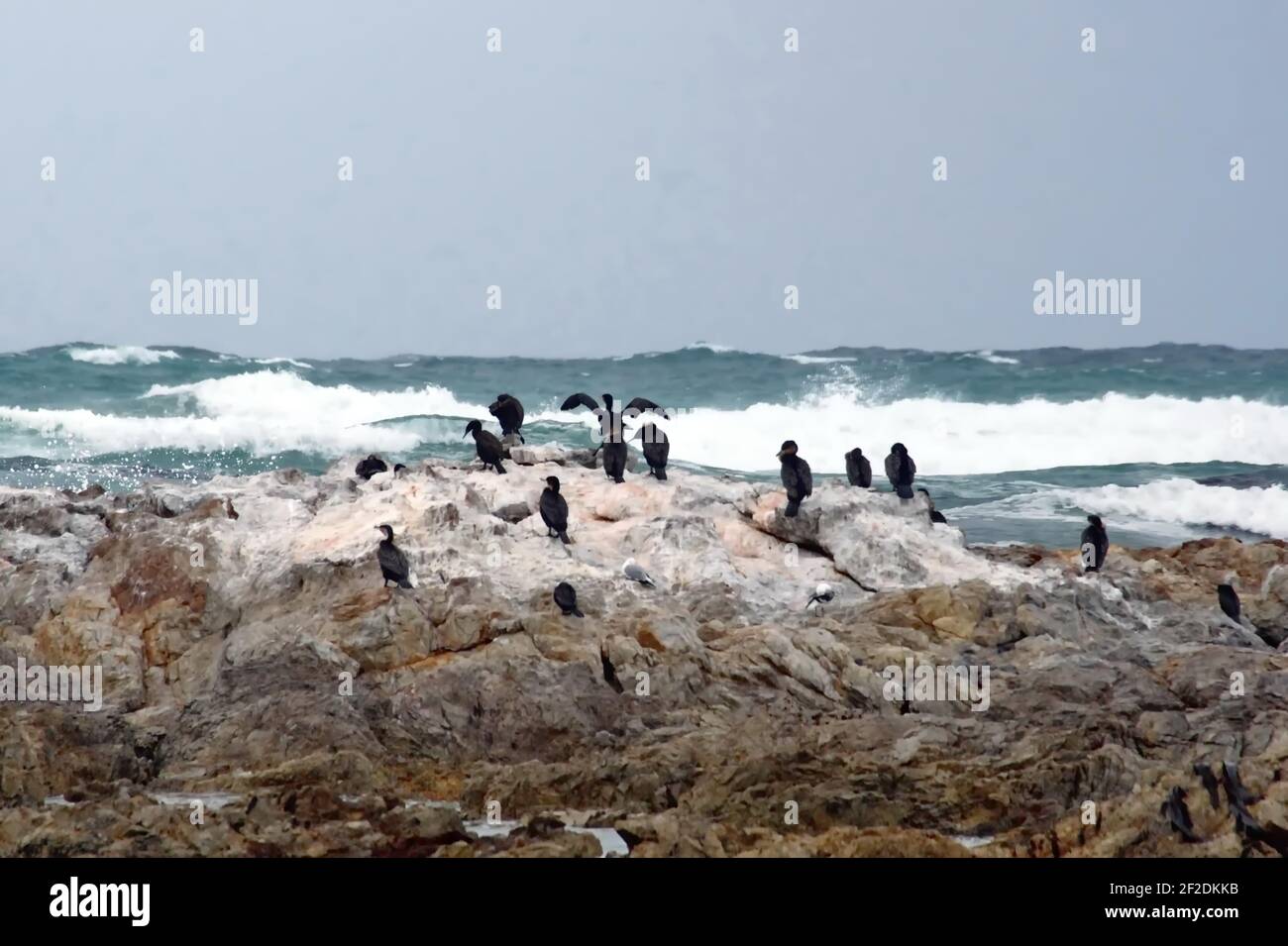 Colonia di cormorani di Capo (Phalacrocorax capensis) su un isolotto roccioso sullo stemma di Gansbaai, Sudafrica Foto Stock