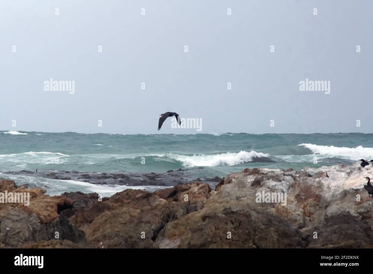 Colonia di cormorani di Capo (Phalacrocorax capensis) su un isolotto roccioso sullo stemma di Gansbaai, Sudafrica Foto Stock