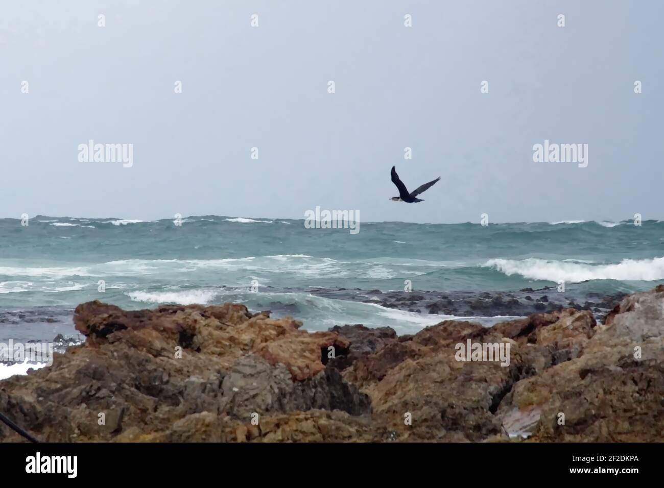 Colonia di cormorani di Capo (Phalacrocorax capensis) su un isolotto roccioso sullo stemma di Gansbaai, Sudafrica Foto Stock