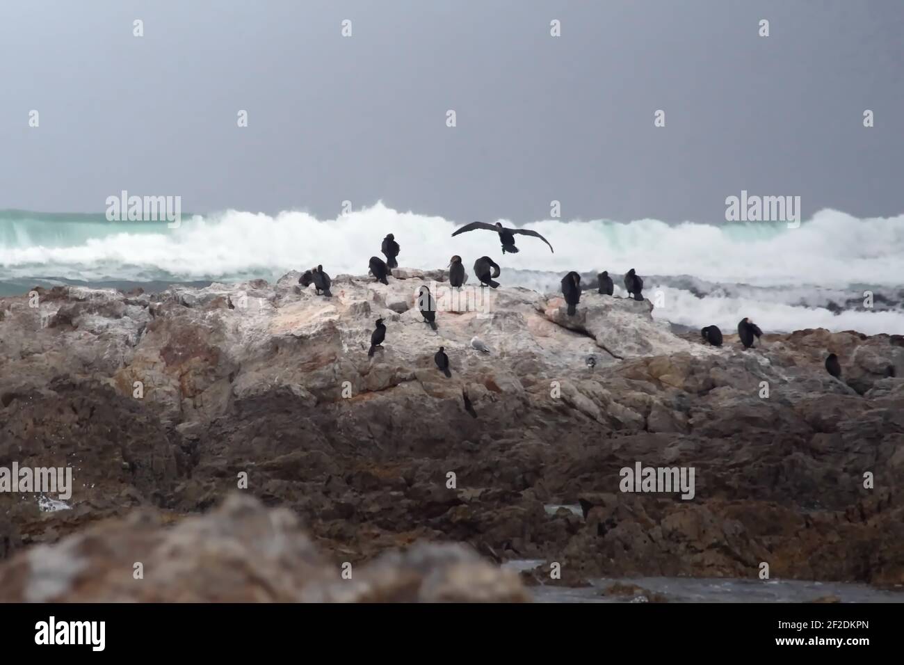 Colonia di cormorani di Capo (Phalacrocorax capensis) su un isolotto roccioso sullo stemma di Gansbaai, Sudafrica Foto Stock
