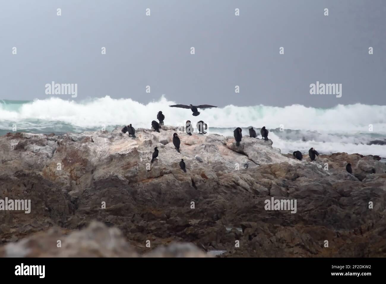 Colonia di cormorani di Capo (Phalacrocorax capensis) su un isolotto roccioso sullo stemma di Gansbaai, Sudafrica Foto Stock
