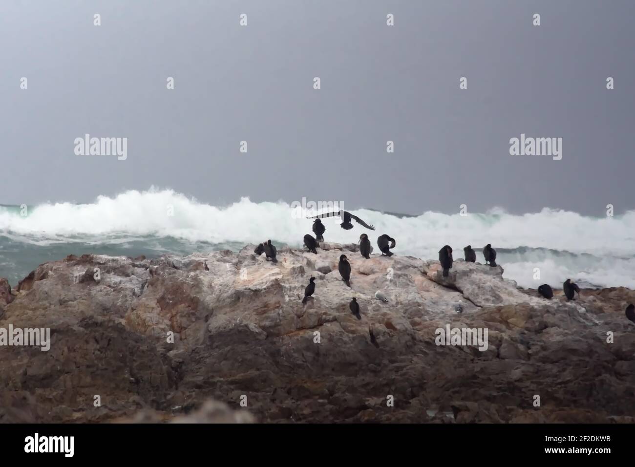 Colonia di cormorani di Capo (Phalacrocorax capensis) su un isolotto roccioso sullo stemma di Gansbaai, Sudafrica Foto Stock
