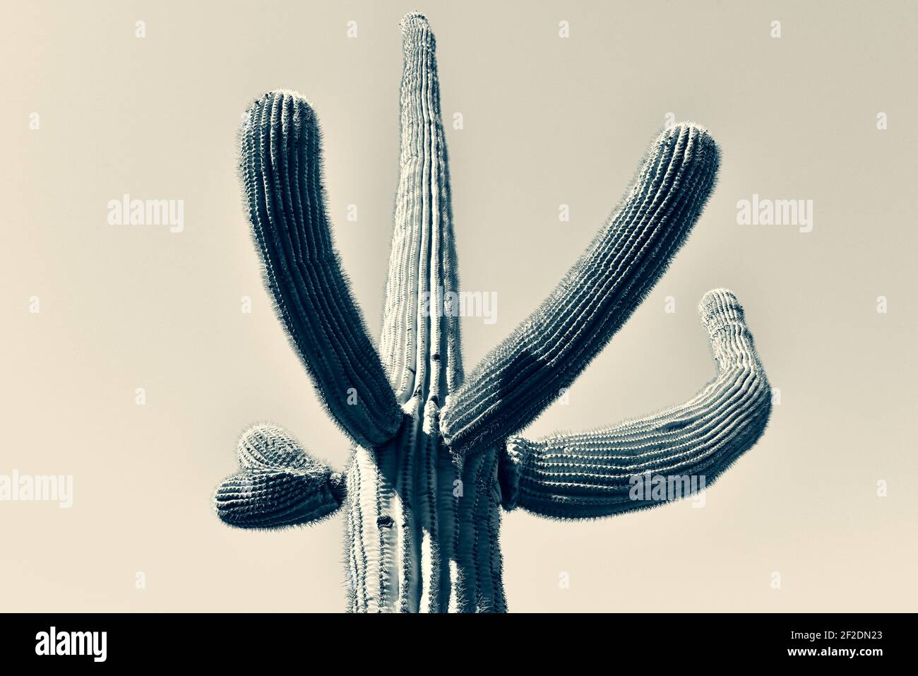 Un cactus isolato di Saguaro con le braccia che gestono verso l'alto contro un cielo senza nuvole nel deserto di Sonoran in Arizona, USA in tono selenio Foto Stock