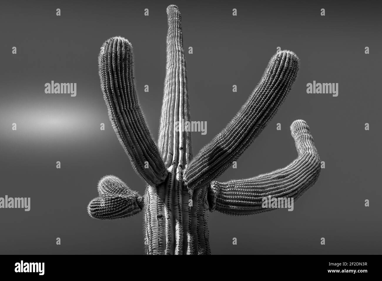 Un cactus isolato di Saguaro con le braccia che gesturano verso l'alto contro un cielo senza nuvole nel deserto di Sonoran in Arizona, USA, in bianco e nero Foto Stock