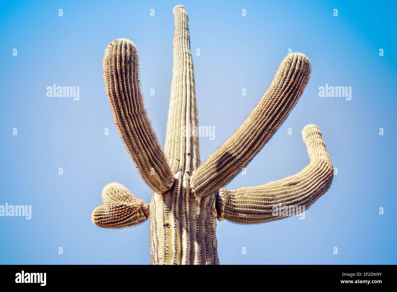Un cactus isolato di Saguaro con le braccia che gestiscono verso l'alto contro un cielo blu chiaro e senza nuvole nel deserto di sonora in Arizona, Stati Uniti Foto Stock