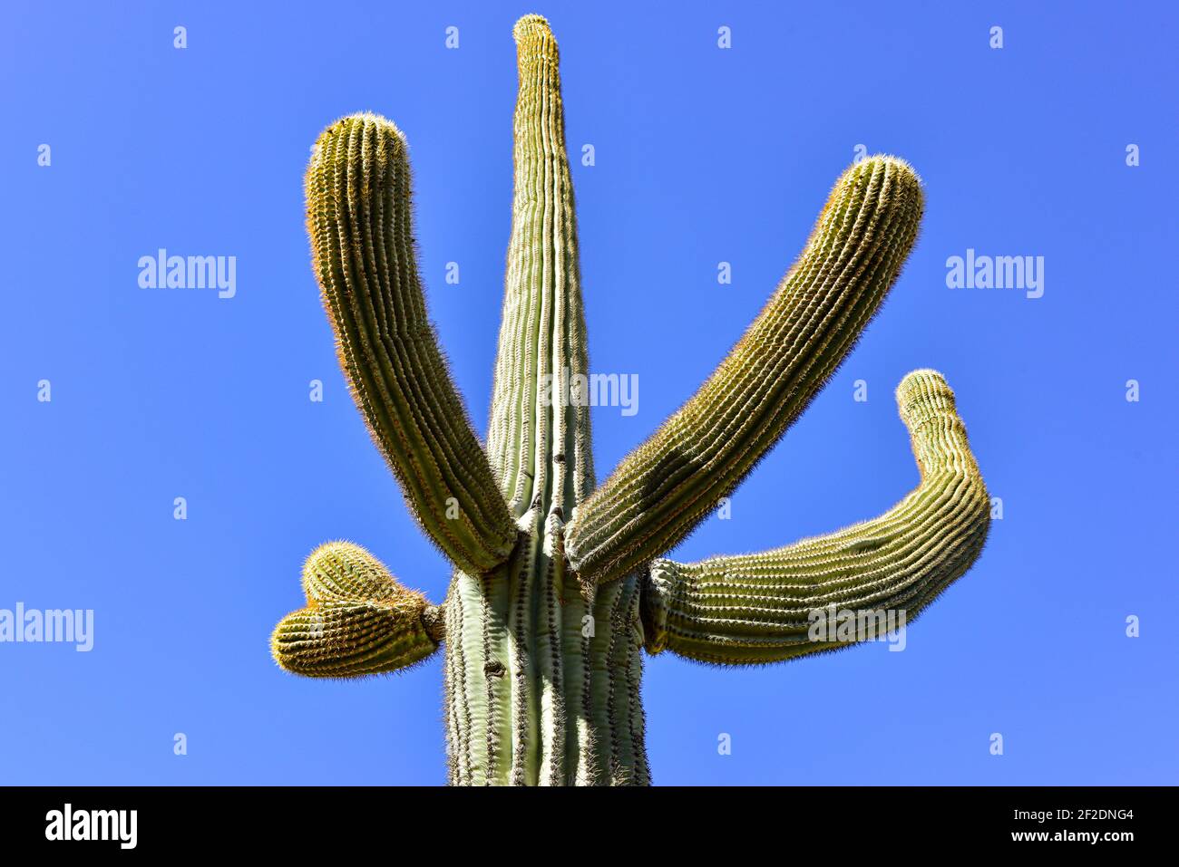 Un cactus isolato di Saguaro con le braccia che gesturano verso l'alto contro un cielo blu senza nuvole nel deserto di Sonoran in Arizona, Stati Uniti Foto Stock