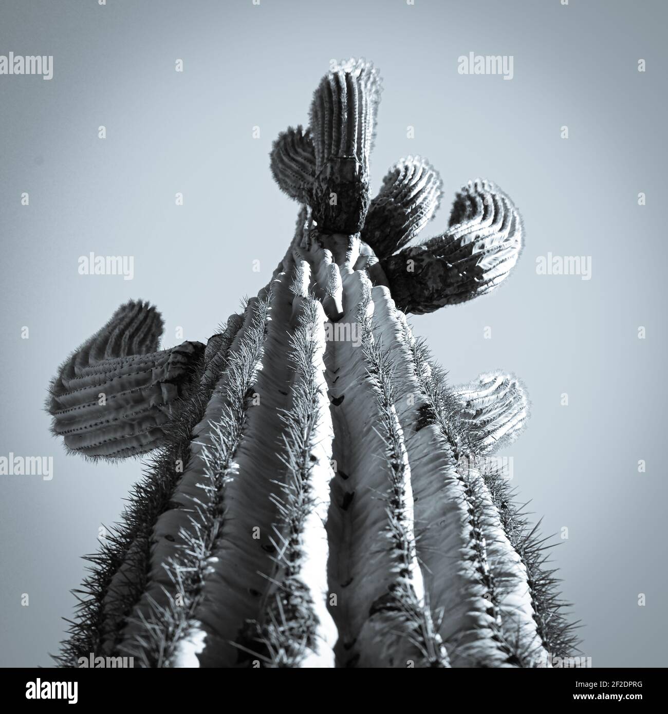 Una vista dall'alto delle costolette e delle spine di una Le braccia ascese del cactus di saguaro al cielo nel Sonoran Deserto nell'Arizona meridionale in tonalità selenio Foto Stock