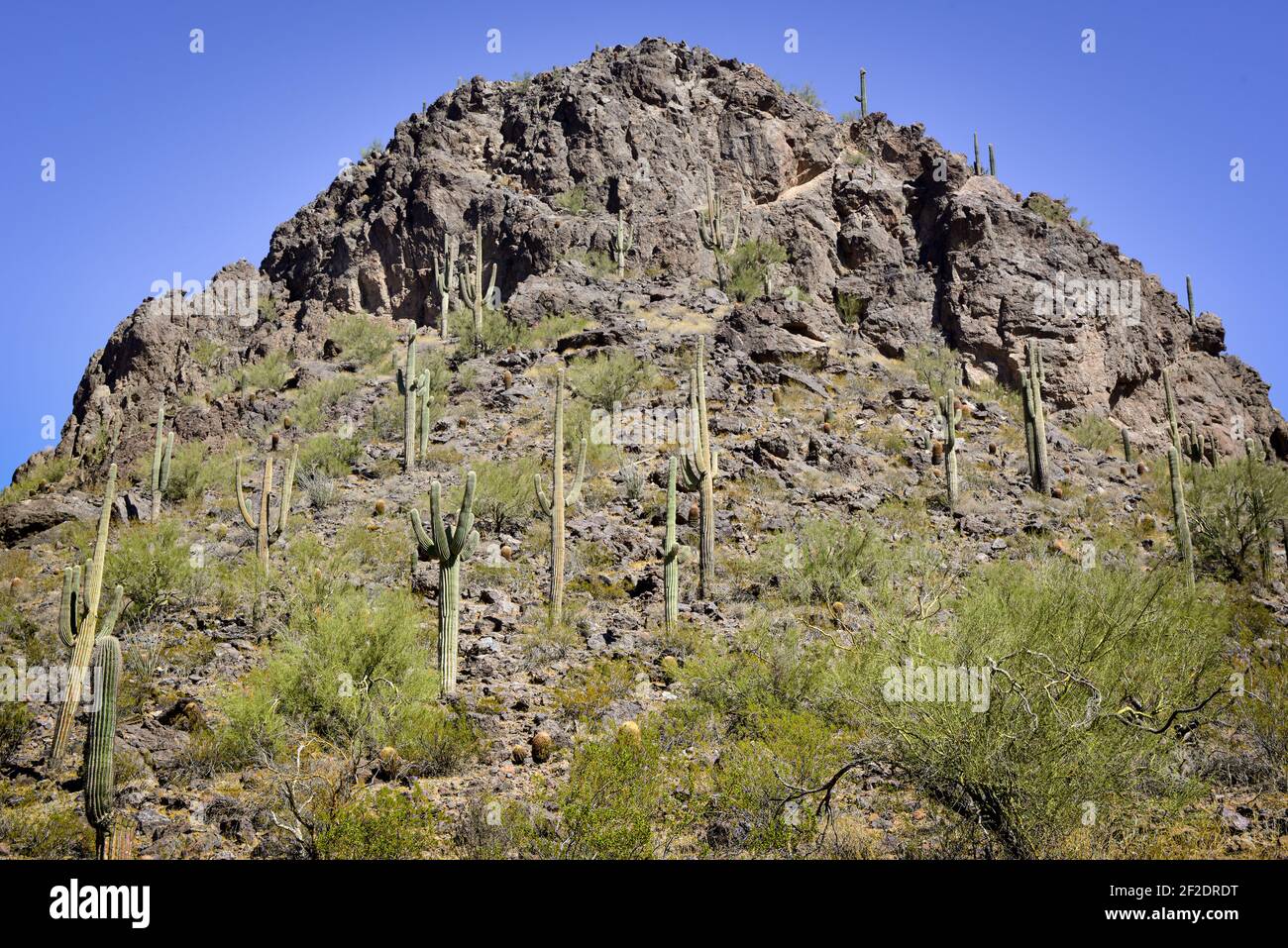 Gli stand di cactus Saguaro, centinaia di anni fa, salgono le vette rocciose e le scogliere del Picacho Peak state Park, nel deserto di sonora, Arizona Foto Stock