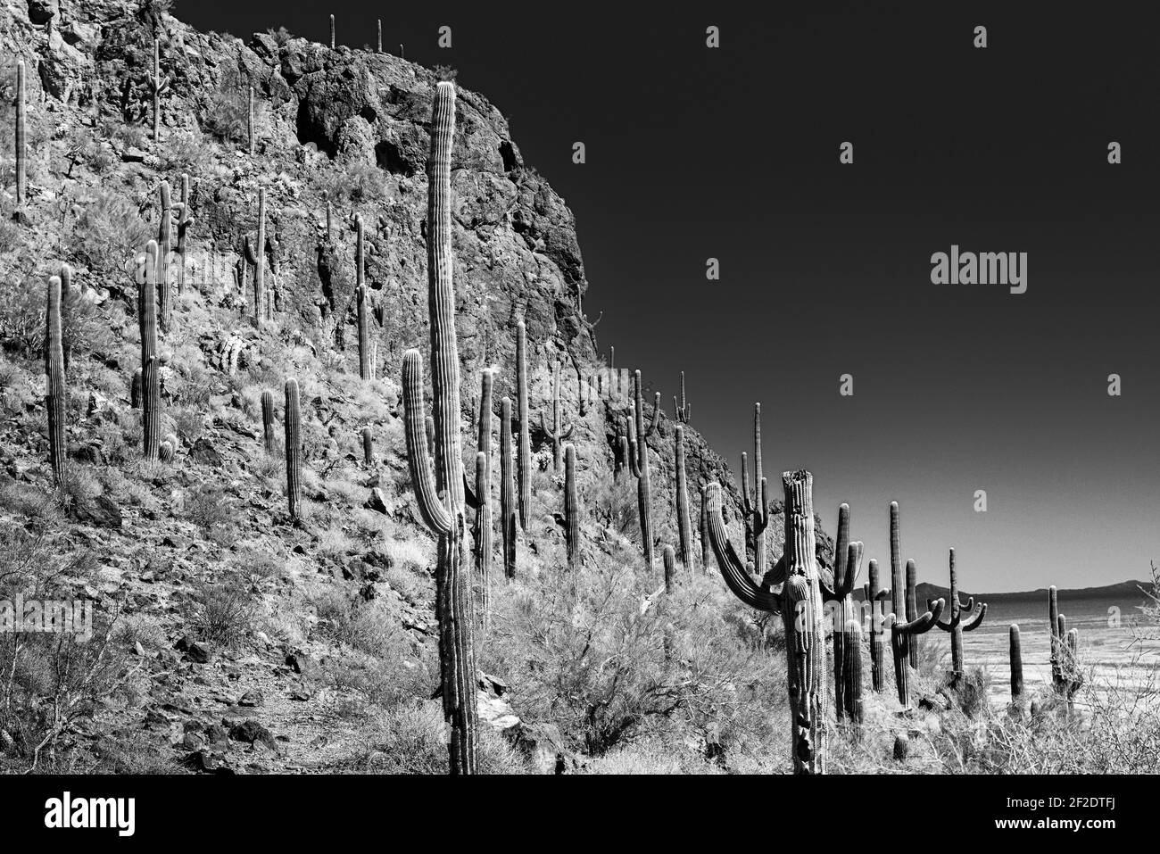 Una scogliera rocciosa-lato coperto in cactus Saguaro con un lontano Vista di un passo di montagna nel deserto di sonora in Arizona meridionale Foto Stock