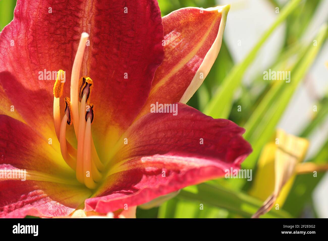 Macro di un giglio che cresce nel giardino Foto Stock